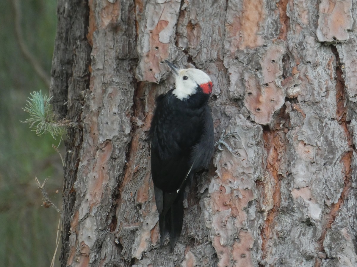 White-headed Woodpecker - ML614282392