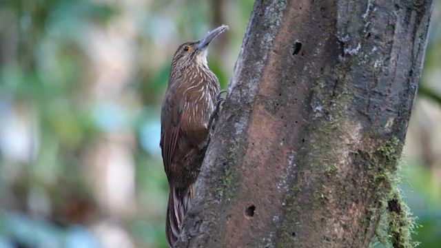Strong-billed Woodcreeper - ML614282412