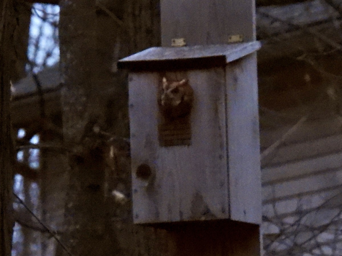 Eastern Screech-Owl - Chase Masters