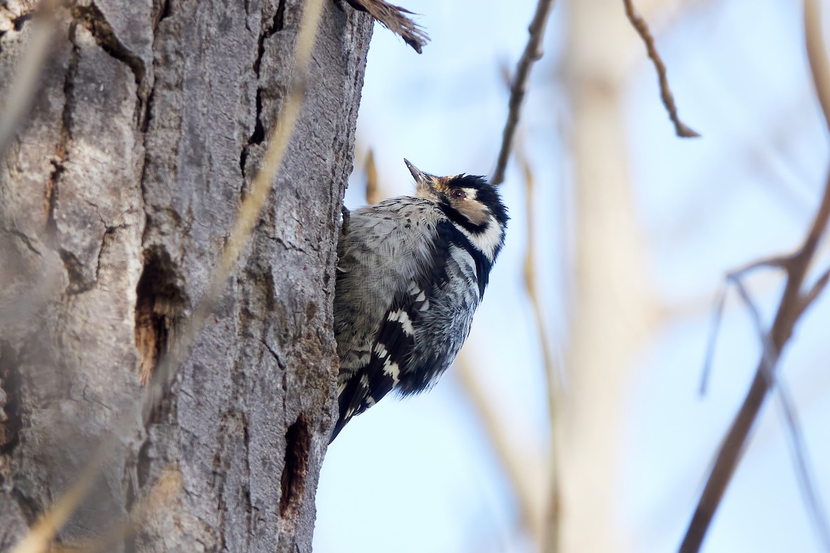Lesser Spotted Woodpecker - ML614282733