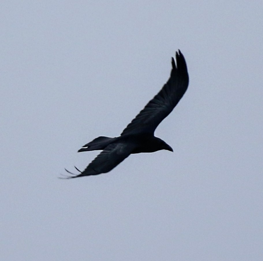 Common Raven - ML614282835