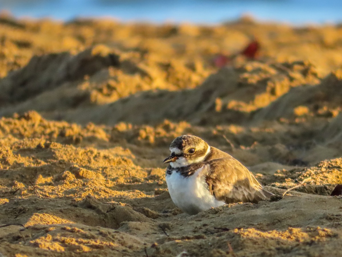 Semipalmated Plover - ML614282863