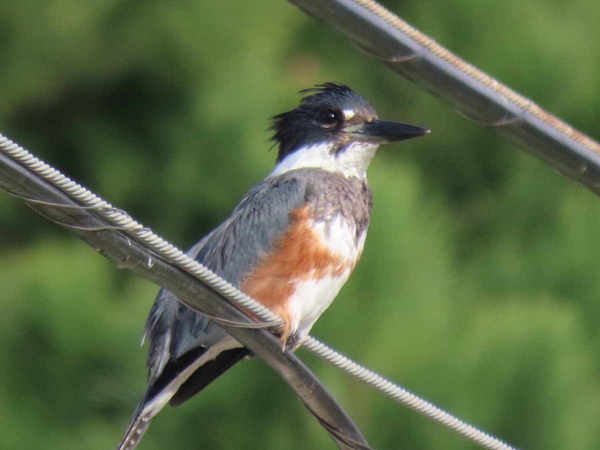 Belted Kingfisher - ML614282917