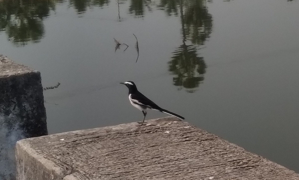 White-browed Wagtail - ML614282969