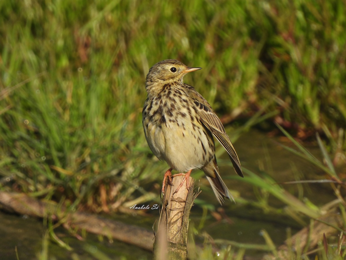 Meadow Pipit - ML614283149