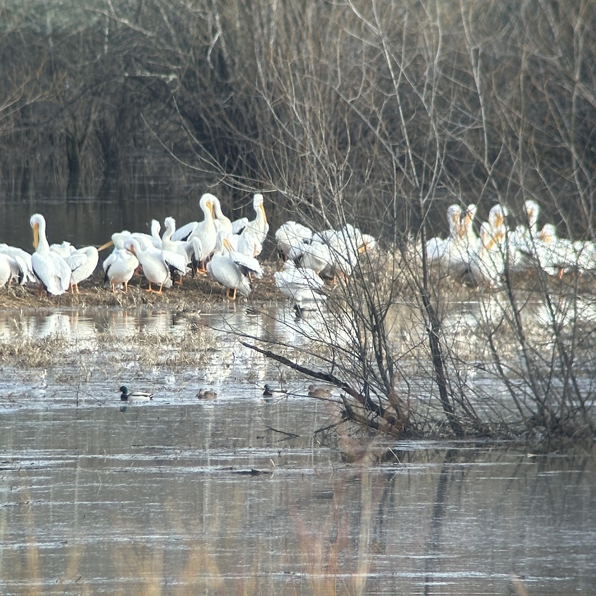 eBird Checklist - 1 Feb 2024 - Sauvie Island--Raccoon Point - 11 ...