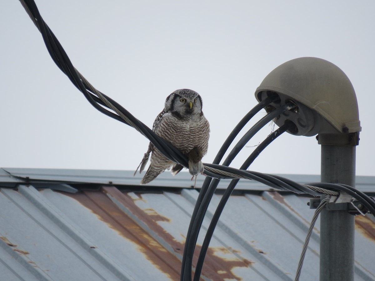 Northern Hawk Owl - ML614283559
