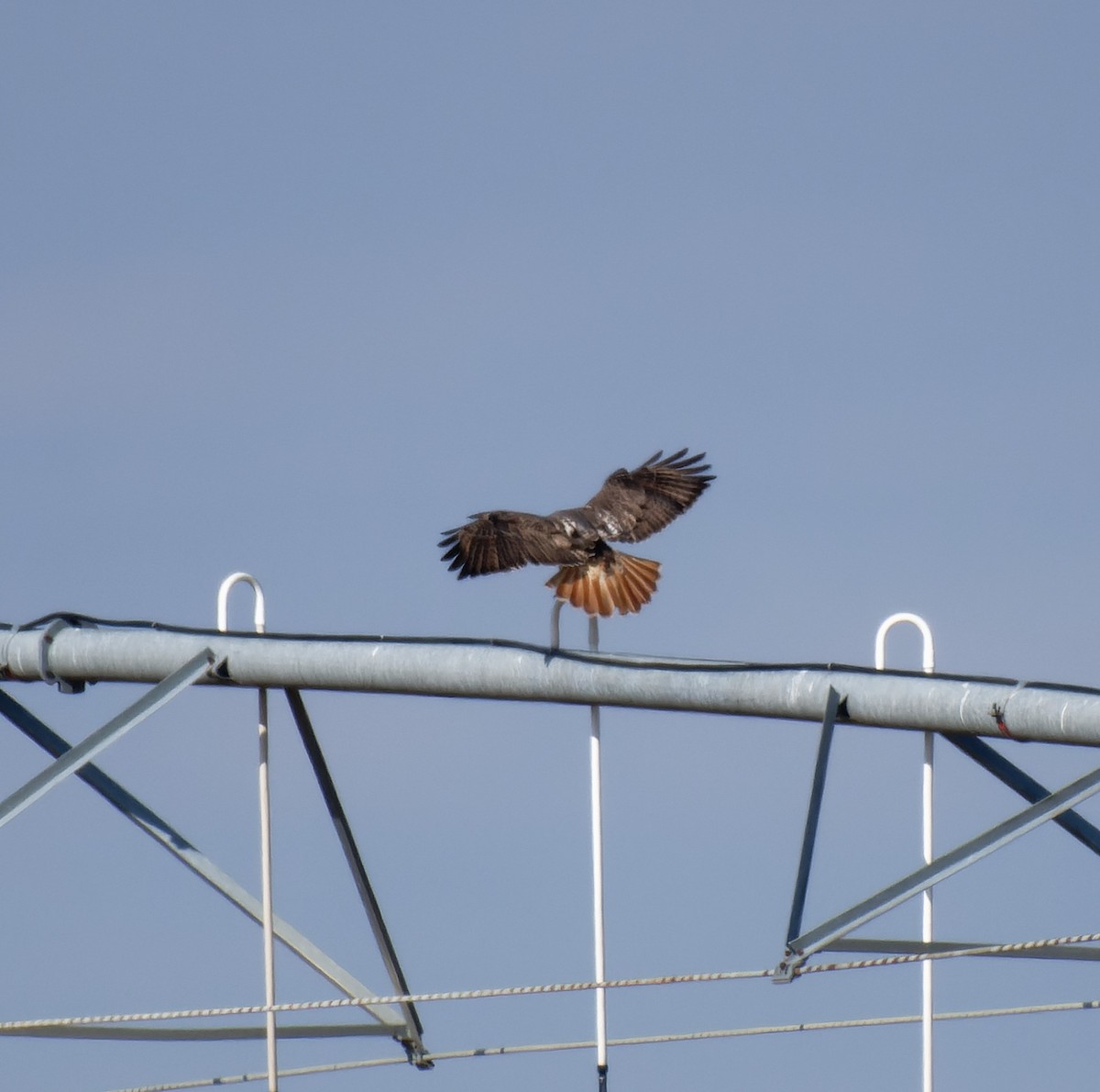 Red-tailed Hawk - ML614283597