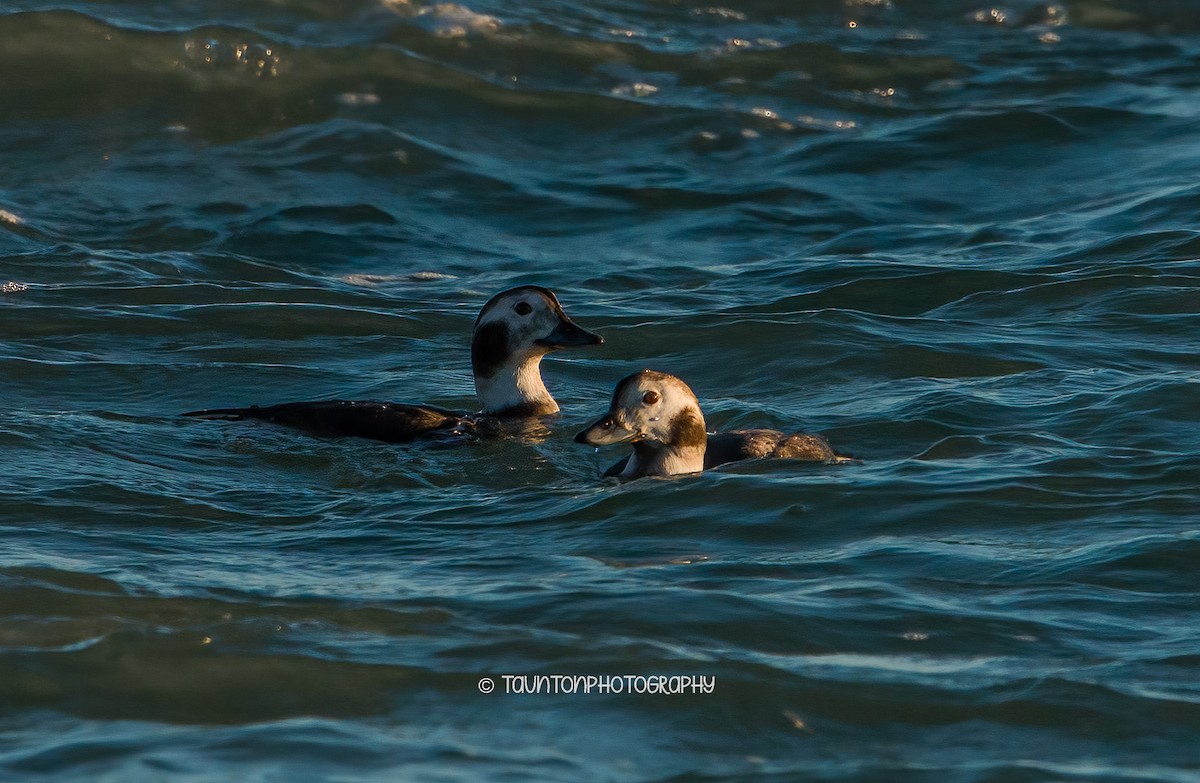 Long-tailed Duck - ML614283638