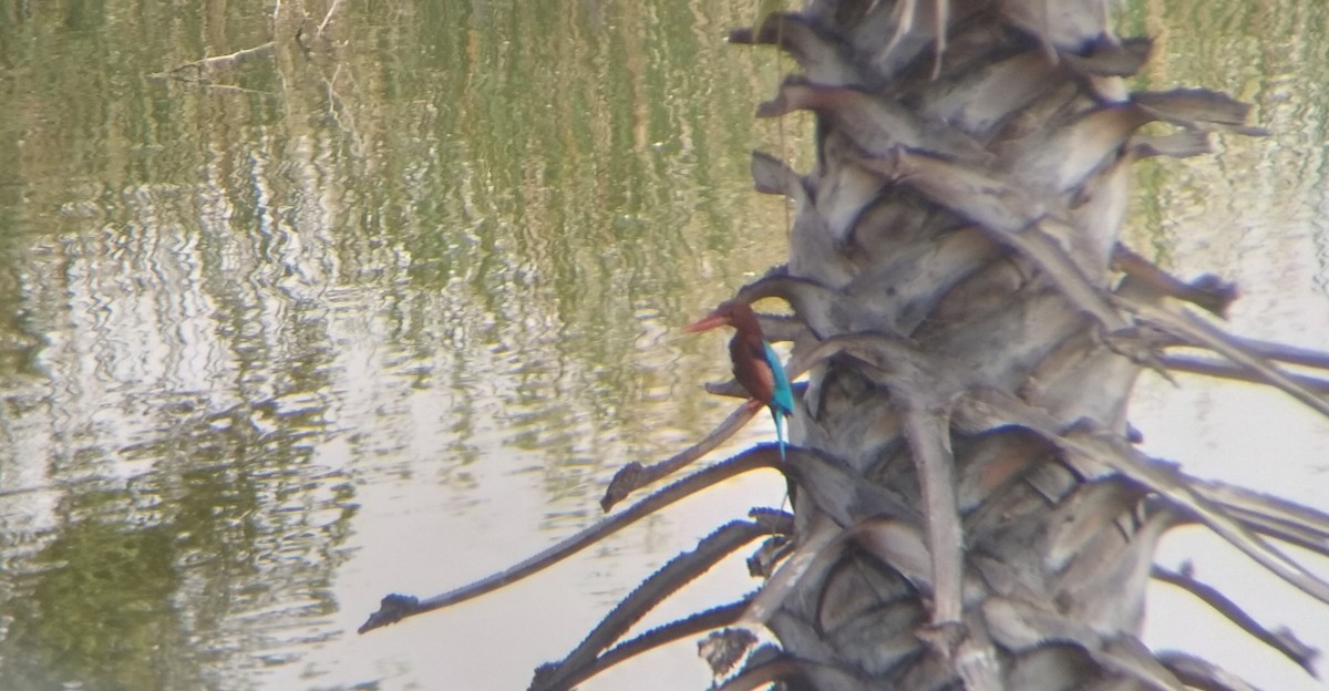 White-throated Kingfisher - Ganeshwar S V