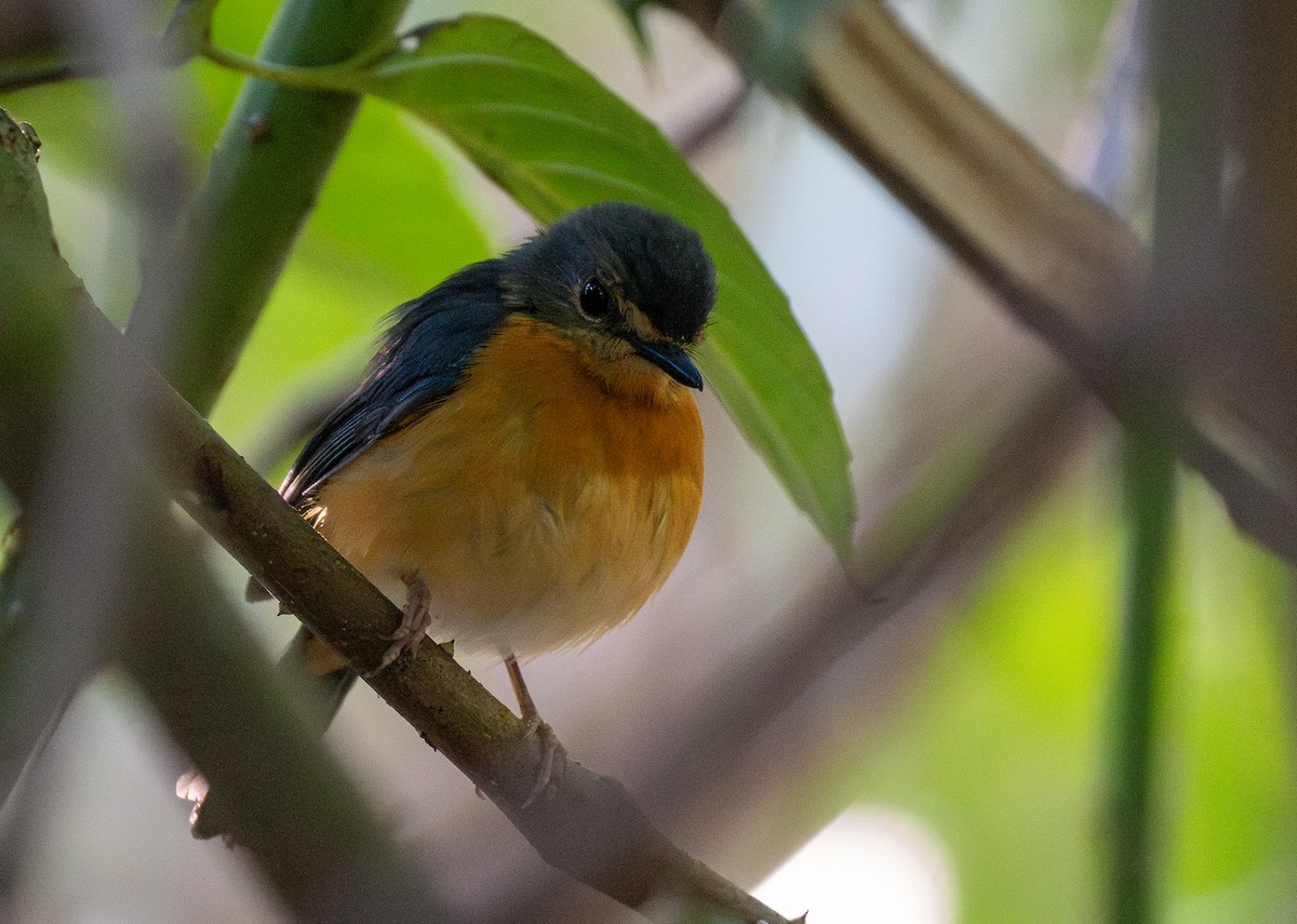 Sulawesi Blue Flycatcher (Sulawesi) - Forest Botial-Jarvis