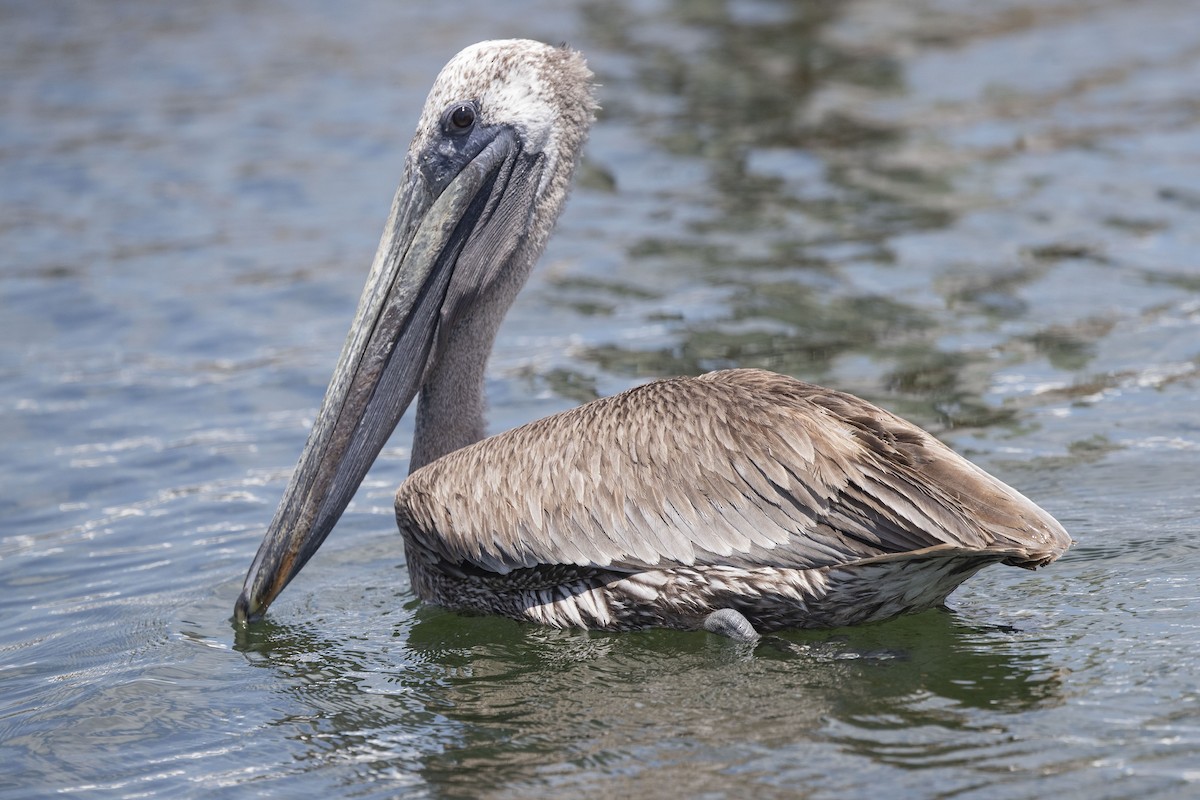 pelikán hnědý (ssp. carolinensis) - ML614284144
