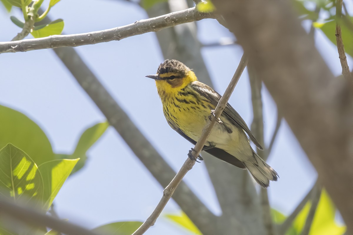 Cape May Warbler - ML614284166
