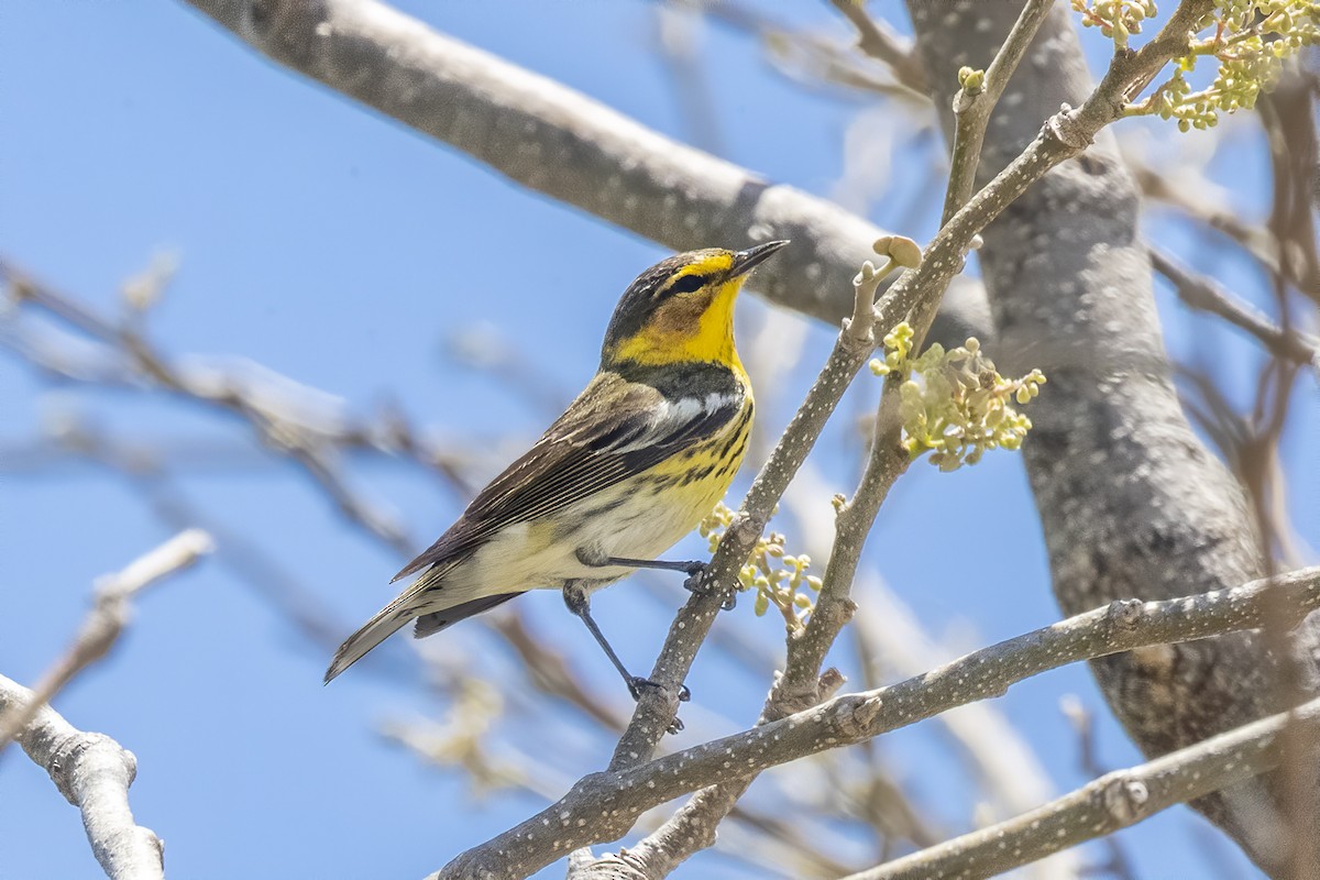 Cape May Warbler - ML614284167