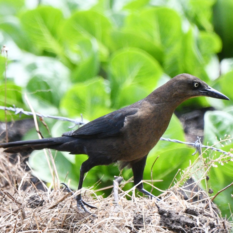 Great-tailed Grackle - ML614284200