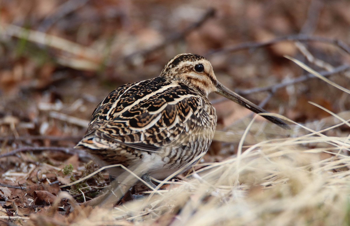 Common Snipe - Zachary Holderby