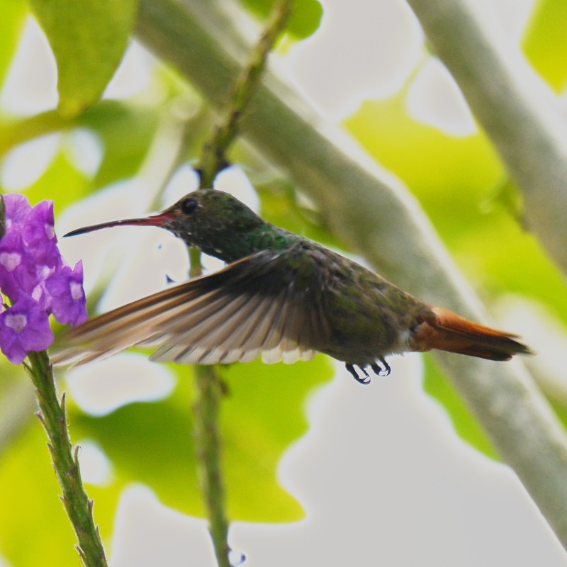 Rufous-tailed Hummingbird - ML614284216
