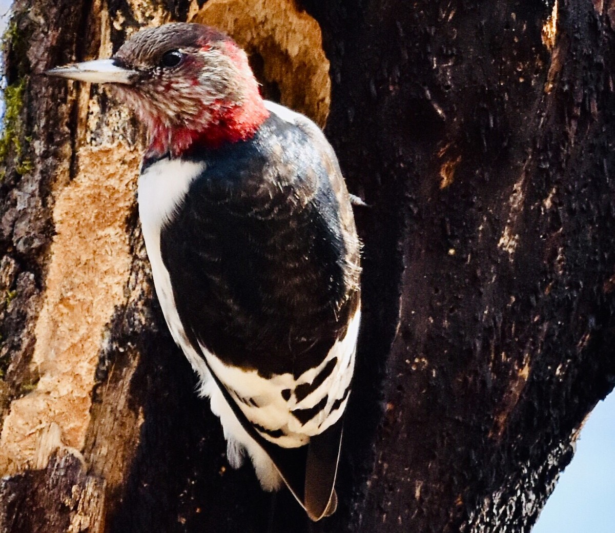 Red-headed Woodpecker - ML614284240