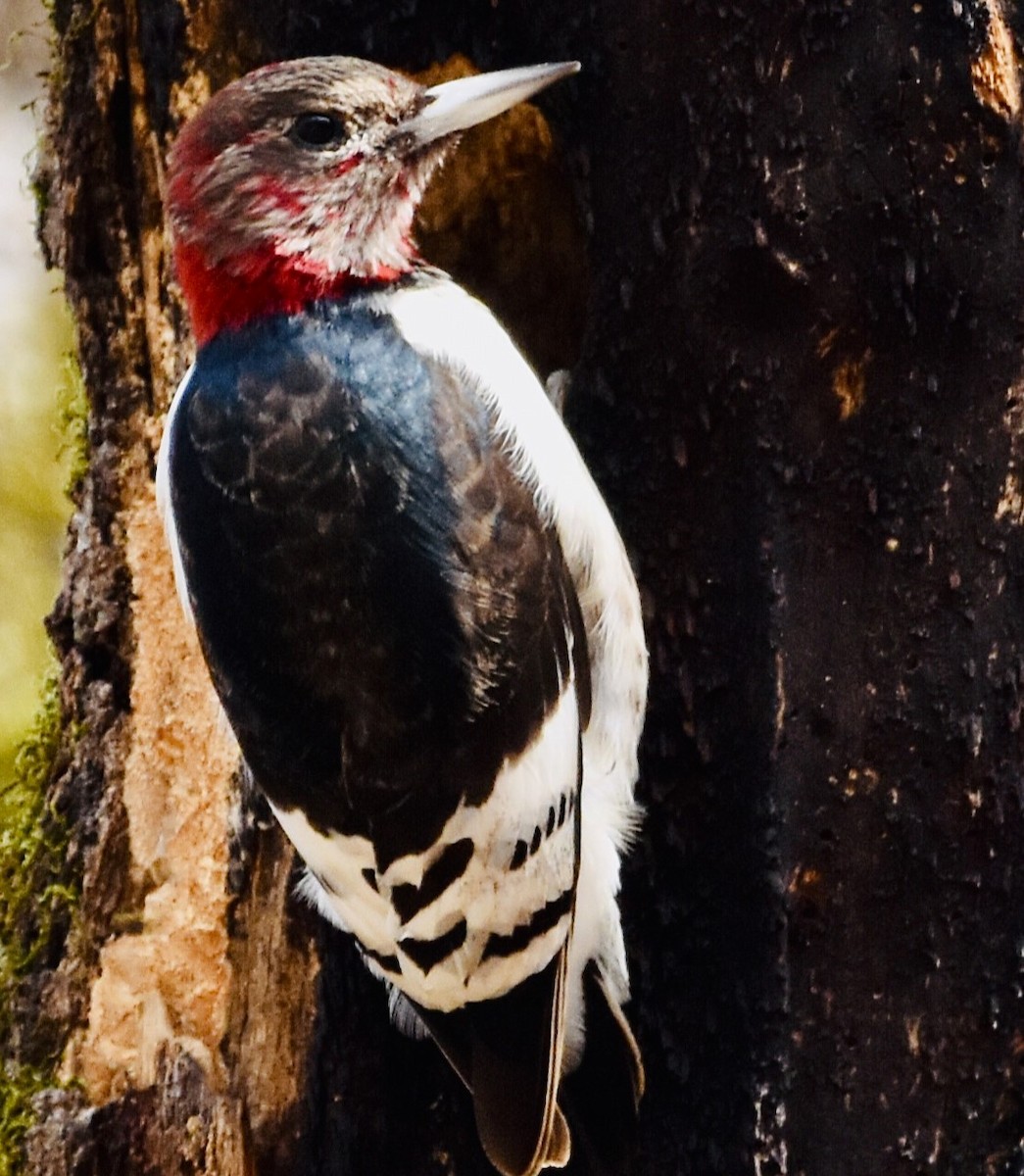 Red-headed Woodpecker - ML614284273