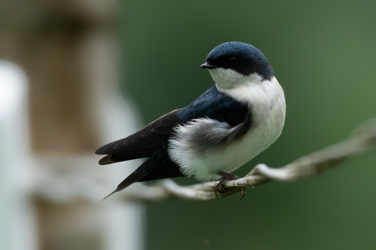 Blue-and-white Swallow - Santiago Dueñas Trejo