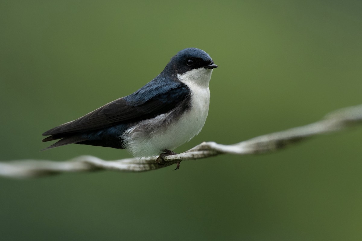 Blue-and-white Swallow - Santiago Dueñas Trejo