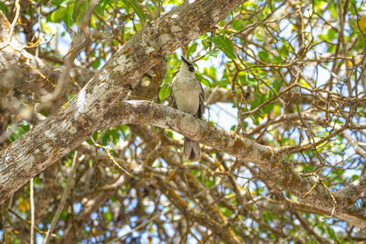 Galapagos Mockingbird - ML614284381