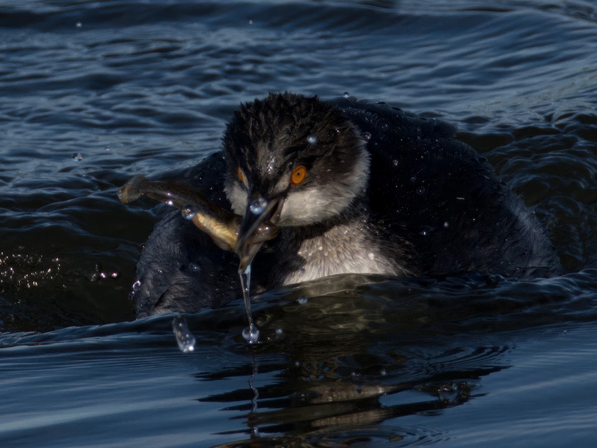 Horned/Eared Grebe - Katie Ng