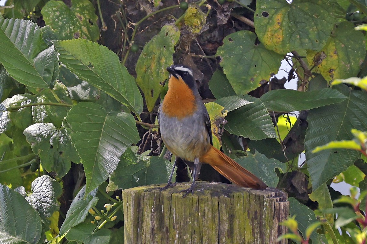 White-browed Robin-Chat - ML614284728