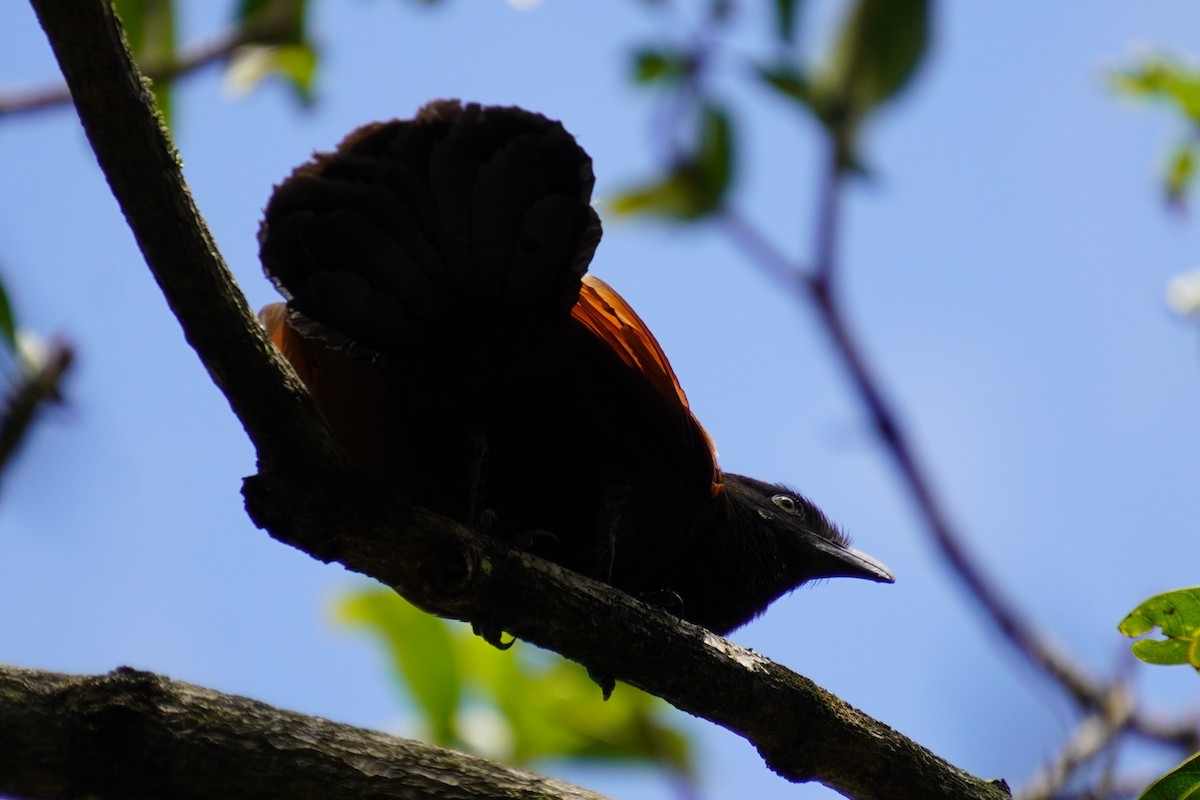 Greater Coucal - ML614284729