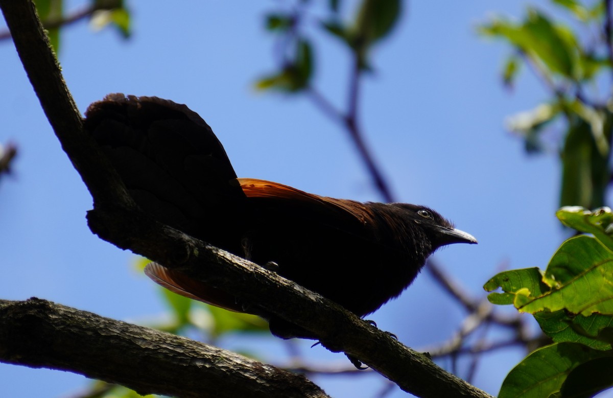 Greater Coucal - ML614284730