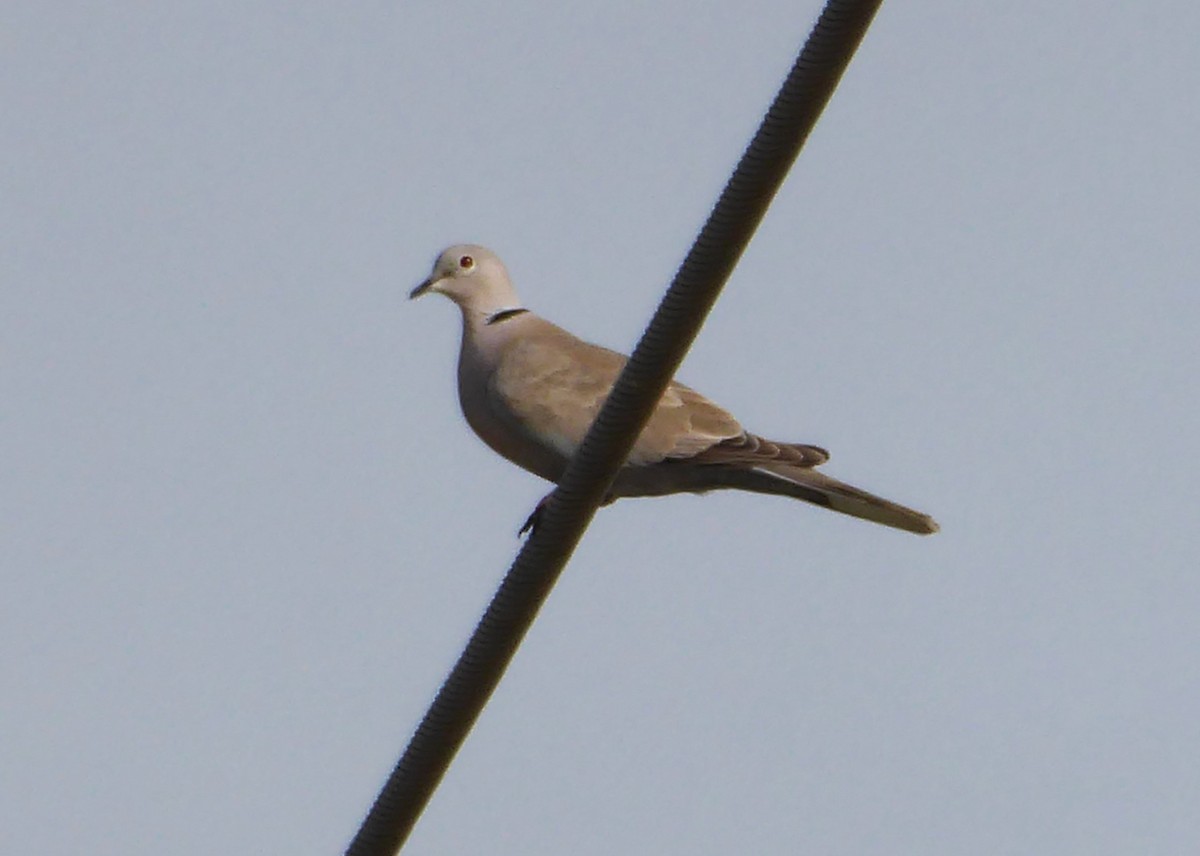 Eurasian Collared-Dove - Lindsay Fitch