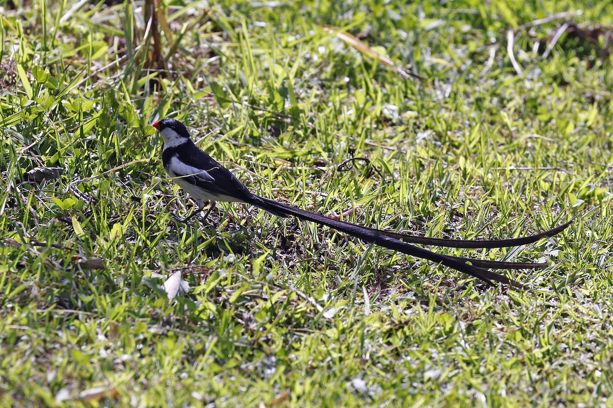 Pin-tailed Whydah - ML614284768
