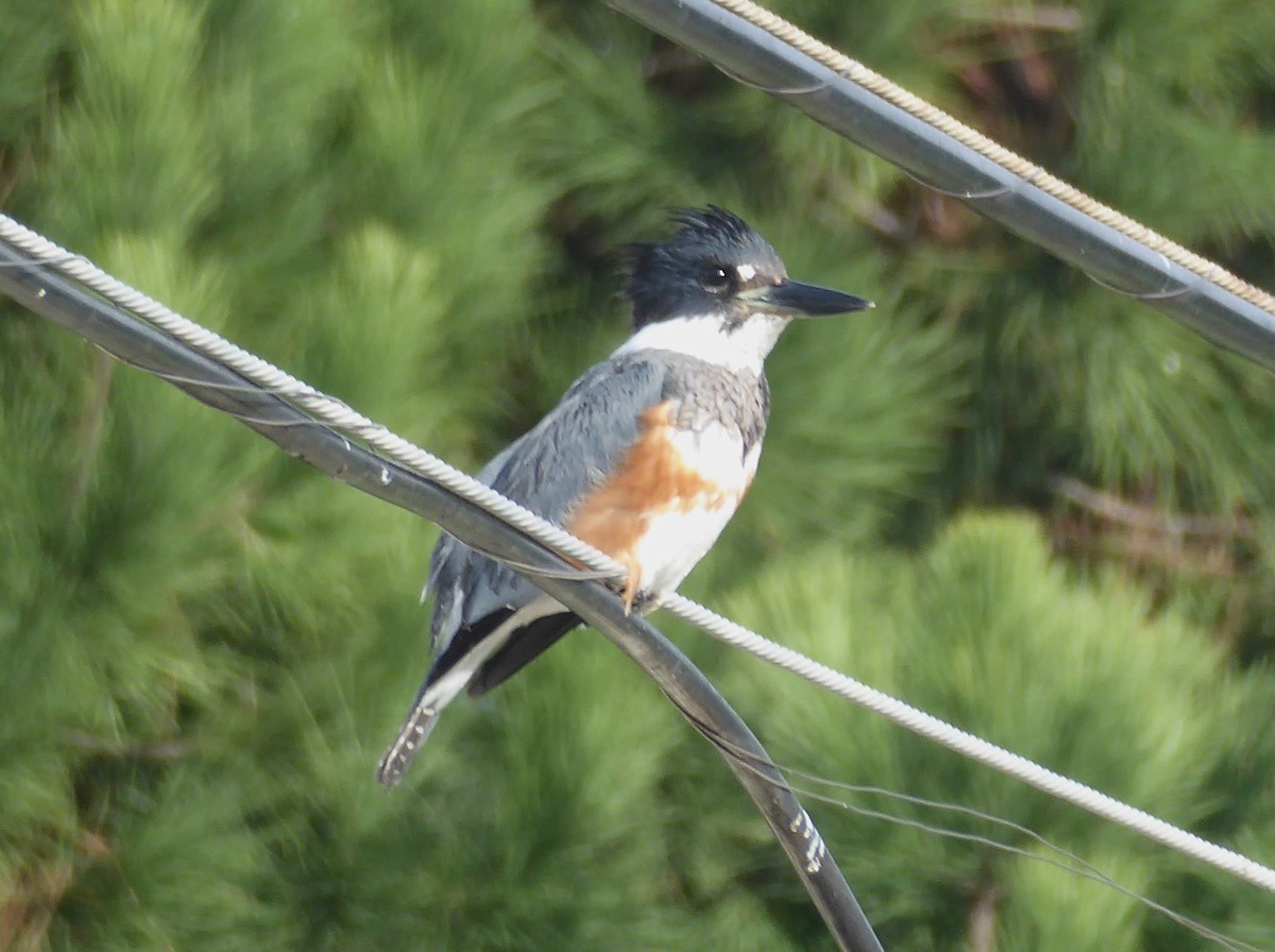 Belted Kingfisher - ML614284791
