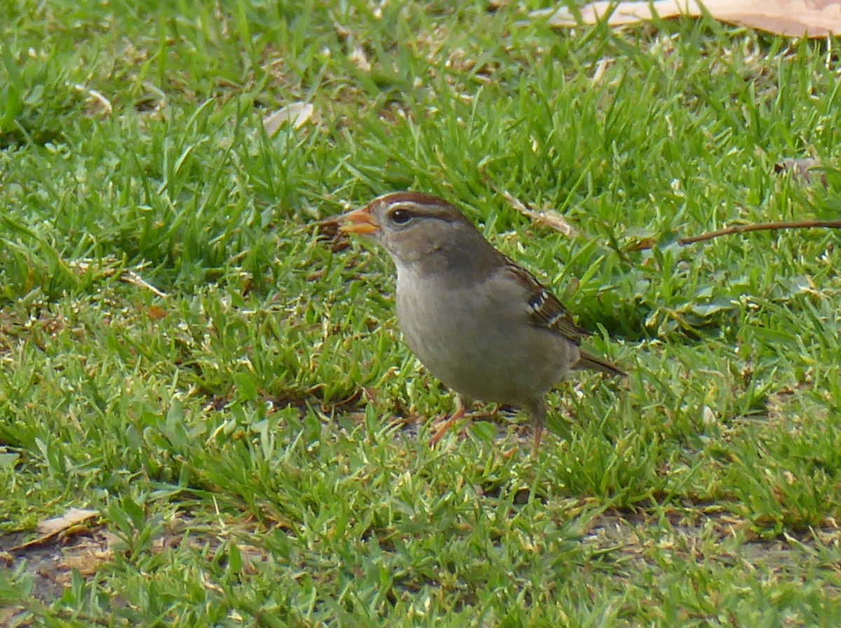 White-crowned Sparrow - ML614284831