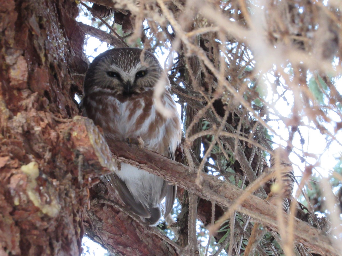 Northern Saw-whet Owl - Abby Haight