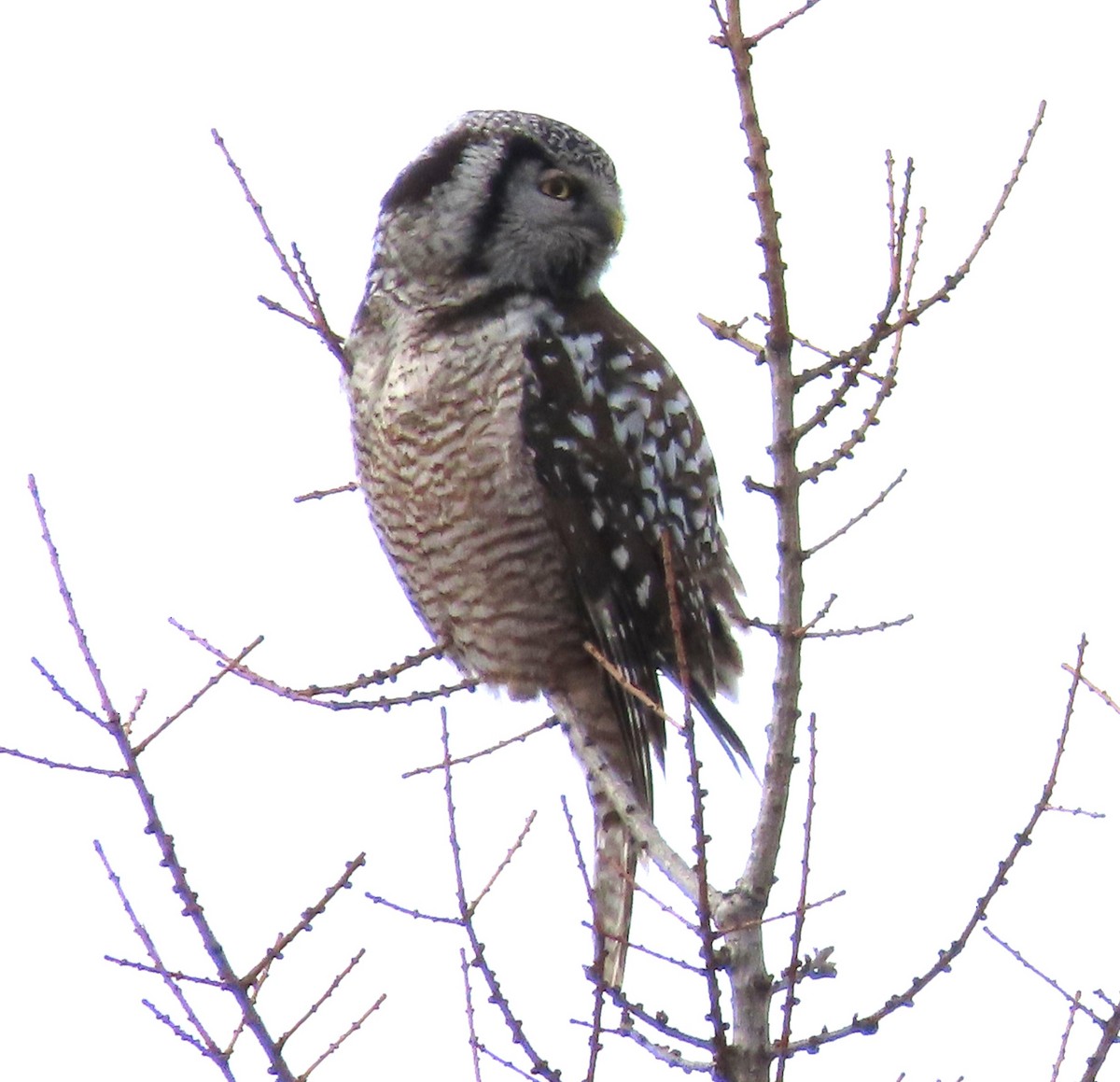 Northern Hawk Owl - Lynn Barber