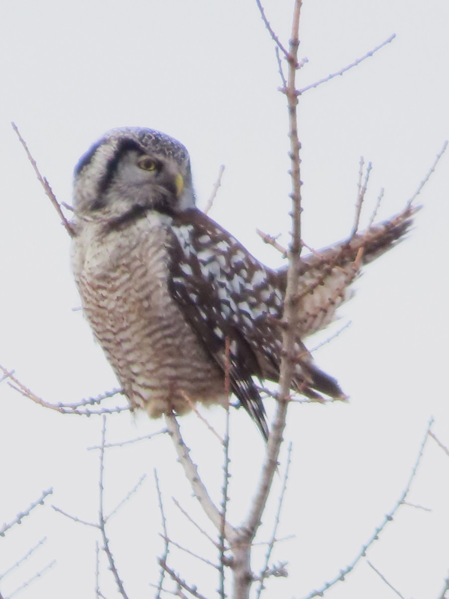 Northern Hawk Owl - ML614285396