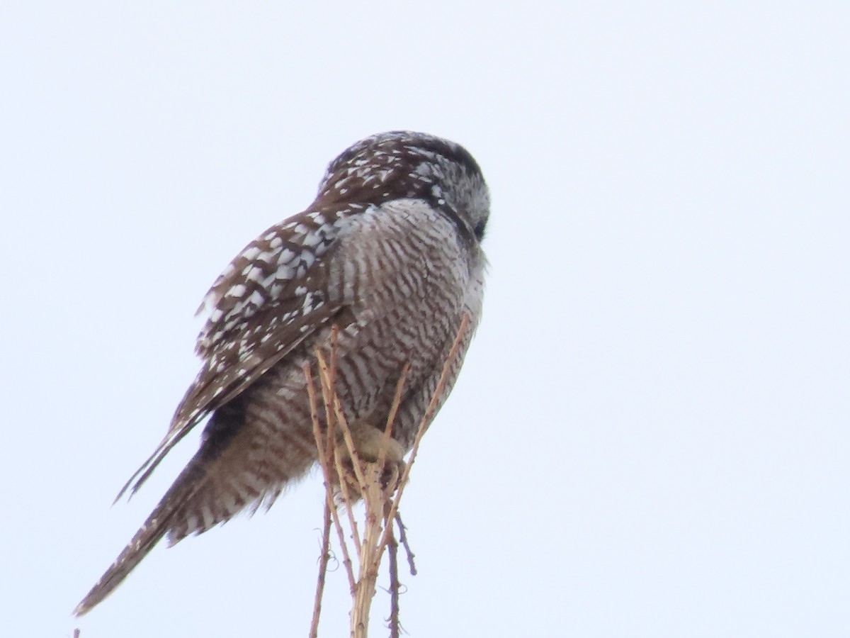 Northern Hawk Owl - Lynn Barber