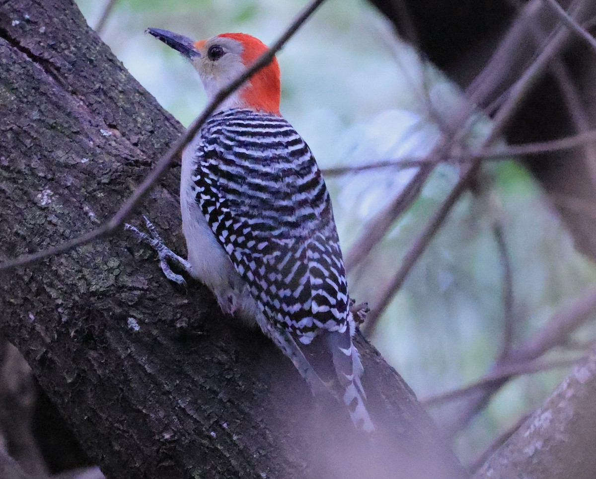 Red-bellied Woodpecker - ML614285946