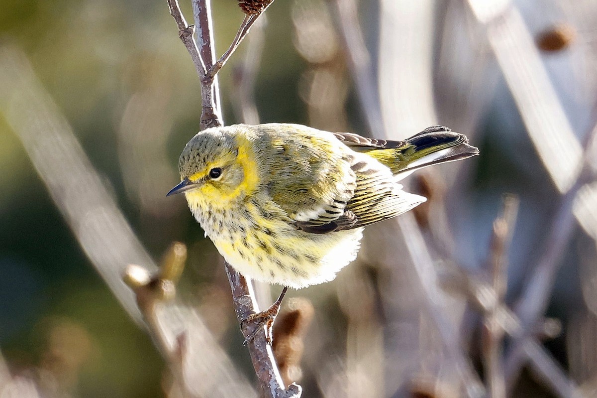 Cape May Warbler - ML614286065