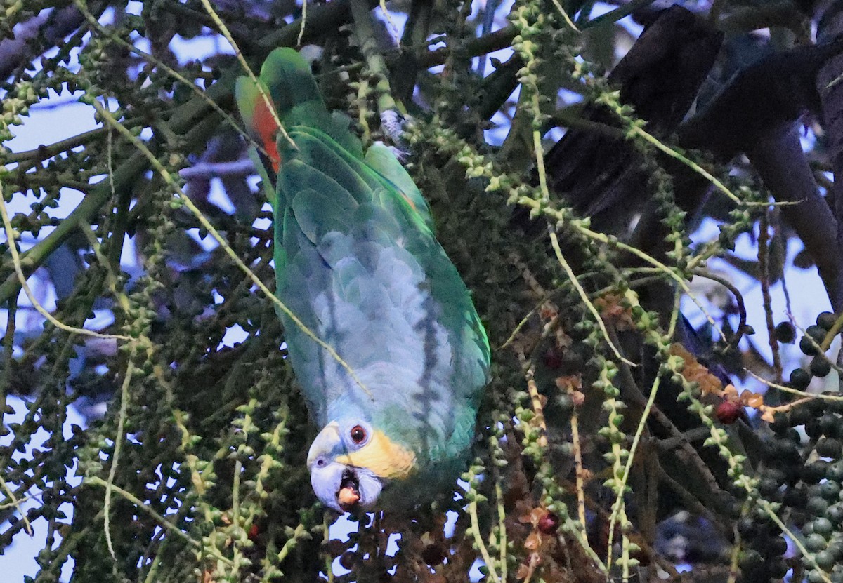Orange-winged Parrot - Edward Pullen