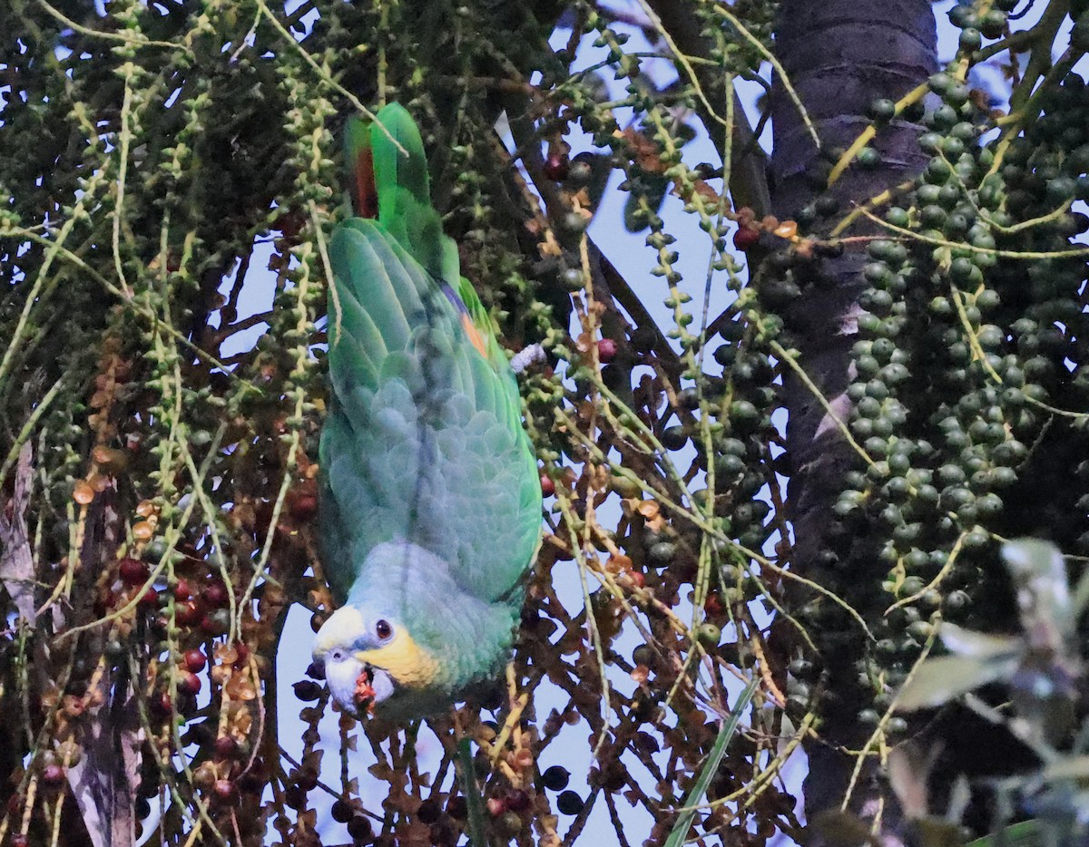 Orange-winged Parrot - Edward Pullen