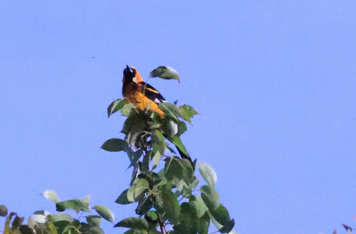 Spot-breasted Oriole - ML614286112