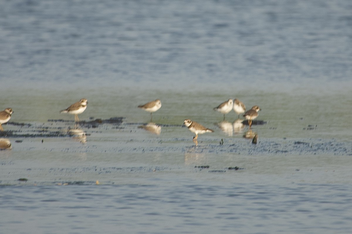 Semipalmated Plover - ML614286308