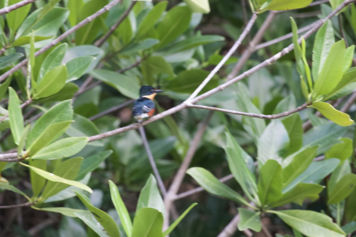 American Pygmy Kingfisher - ML614286367