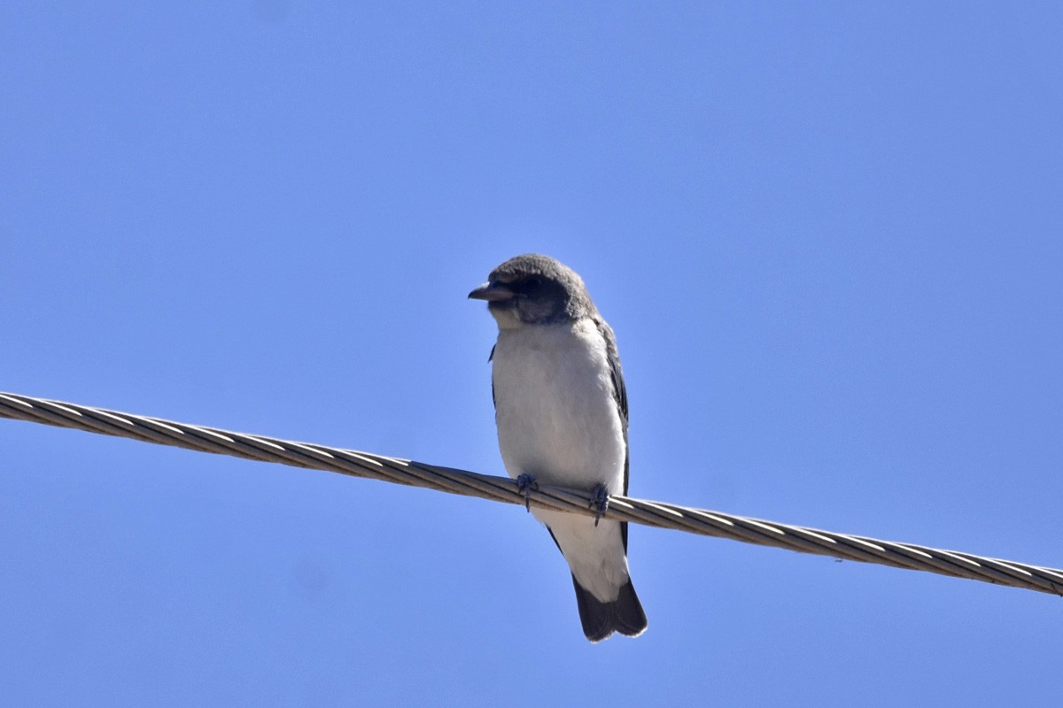 White-breasted Woodswallow - ML614286408