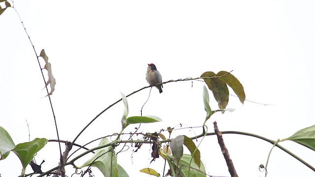 Scarlet-backed Flowerpecker - ML614286423
