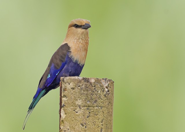 Blue-bellied Roller - eBird