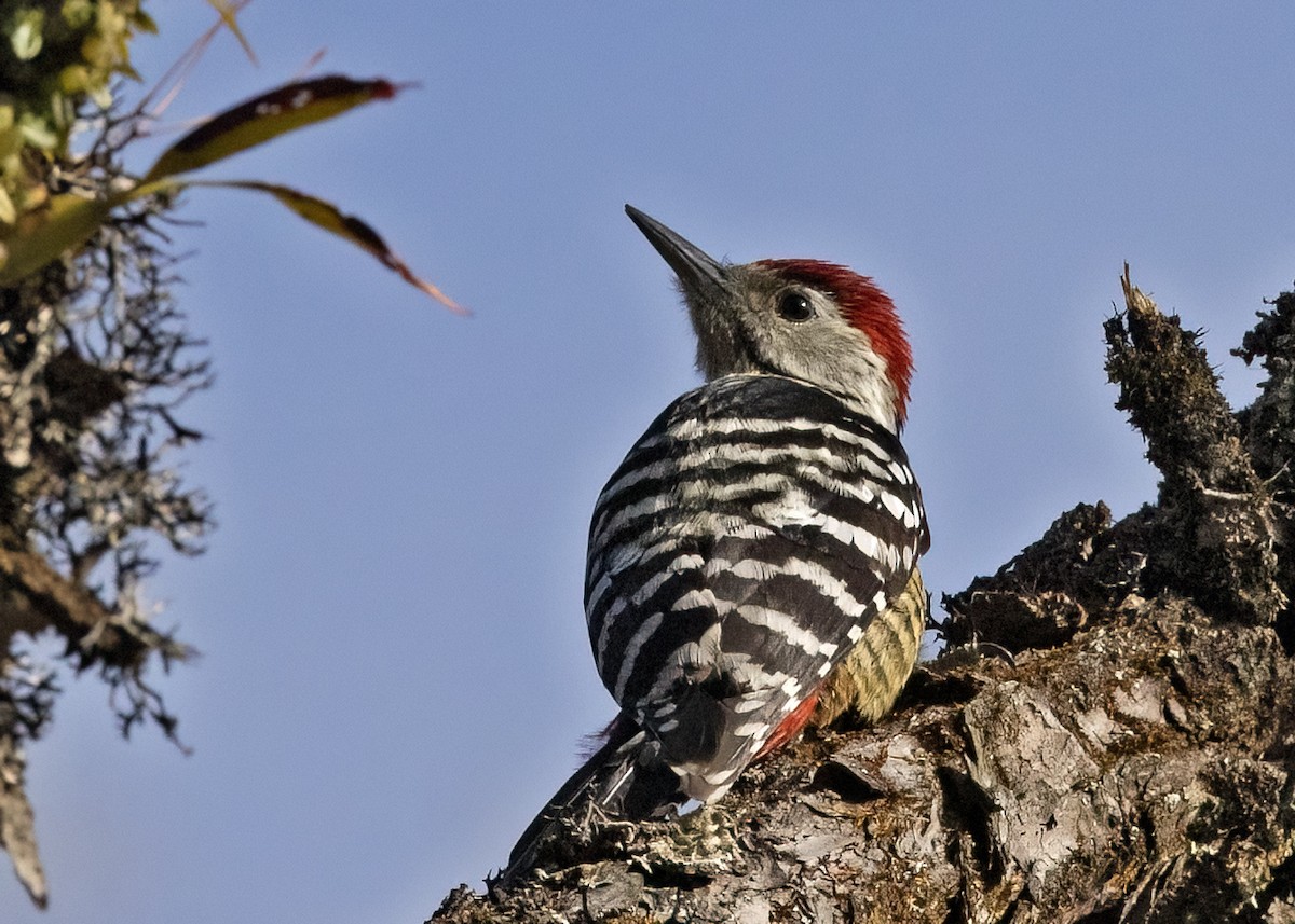Stripe-breasted Woodpecker - Arpit Bansal