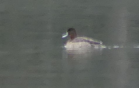 Greater/Lesser Scaup - ML614286931